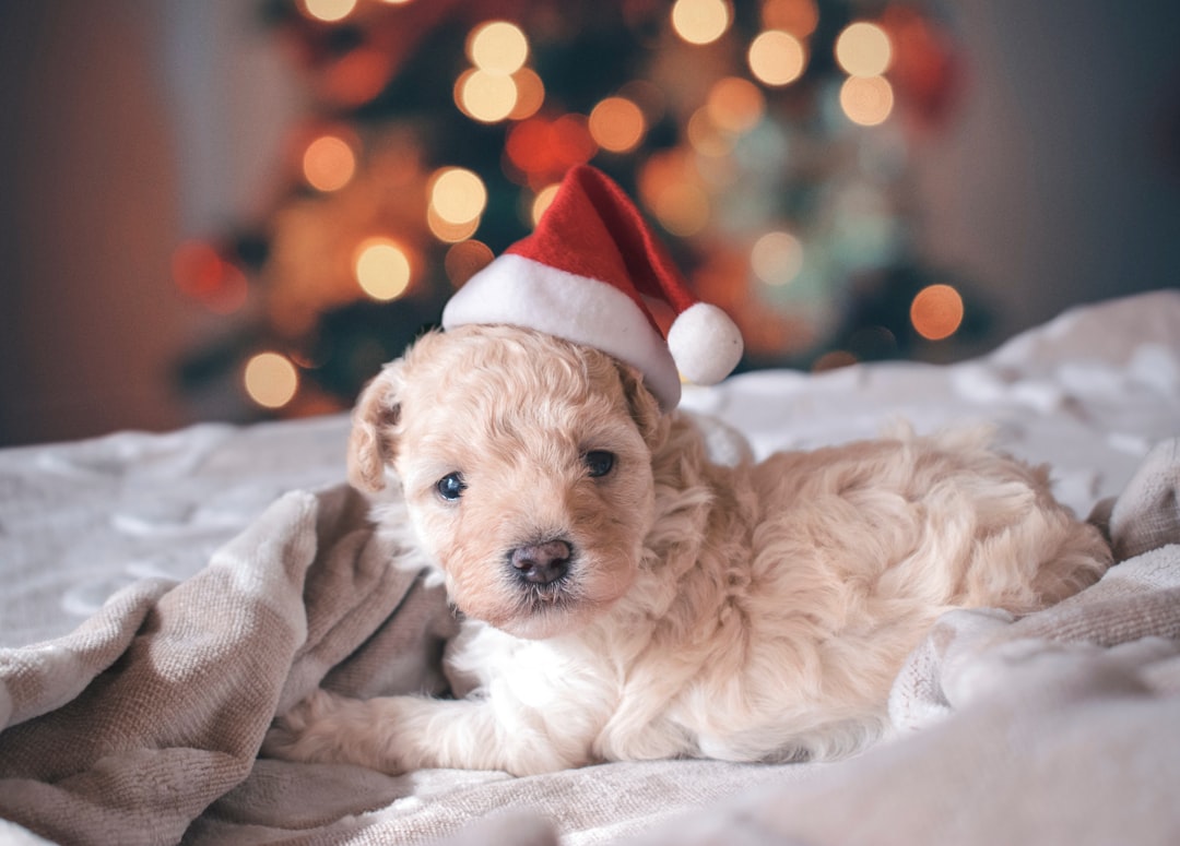 Photo Teacup Goldendoodle: Puppy, Teacup